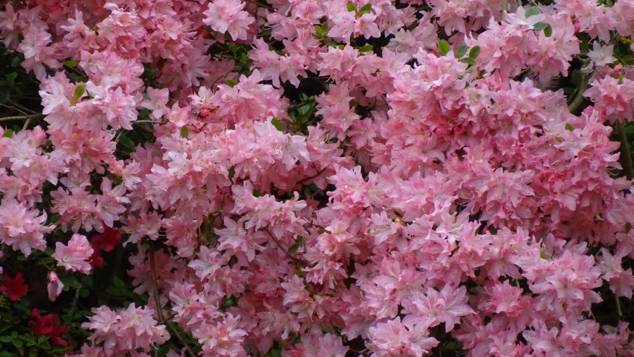 'Azuma kagami' Wilson No 16